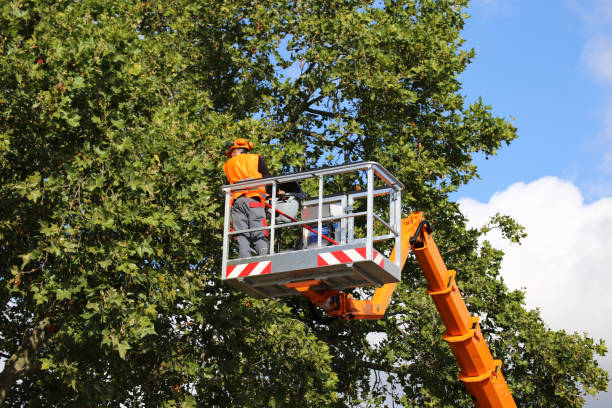 Leaf Removal in Fairfax, IA