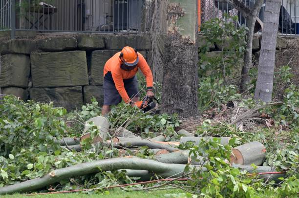 Professional Tree Removal in Fairfax, IA