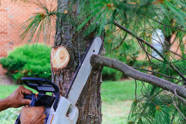 Best Palm Tree Trimming  in Fairfax, IA